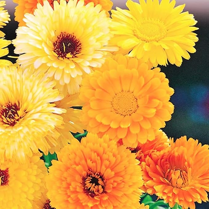 300+ Mixed Daisy Seeds for Planting-Gerber Daisy Seeds,Gerbera Daisy Seed Non-GMO Heirloom Flower for Garden Outdoor