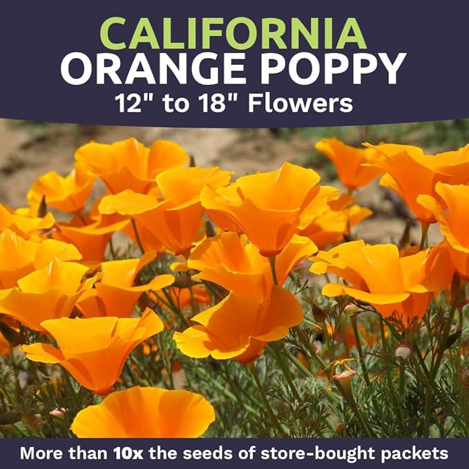 California Orange Poppy Wildflower Seeds - Bulk 1 Ounce Packet - Over 20,000 Native Seeds - California State Flower!