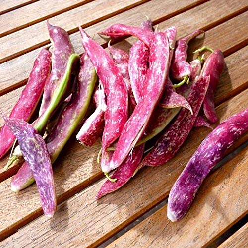 Tongue of Fire Bean Seeds - 20 Large Seeds - Bush Bean