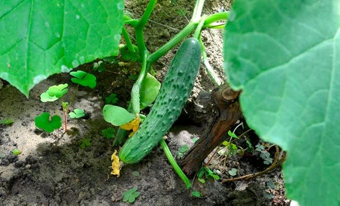 KIRA SEEDS - Seeds Indoor Cucumber Zozulya Long - Self-Pollinated - Heirloom Vegetable - GMO Free