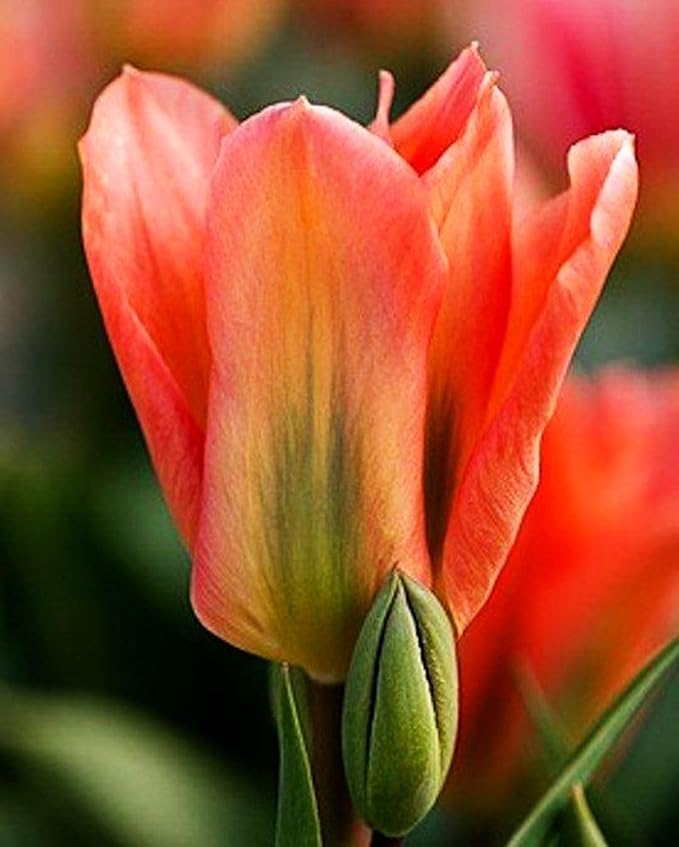 Tulipa Fringed Mixture Tulip Bulbs Size 11/12 for Planting - Plant in Fall, Winter or Early Spring (Apricot Emperor, 15, Count)