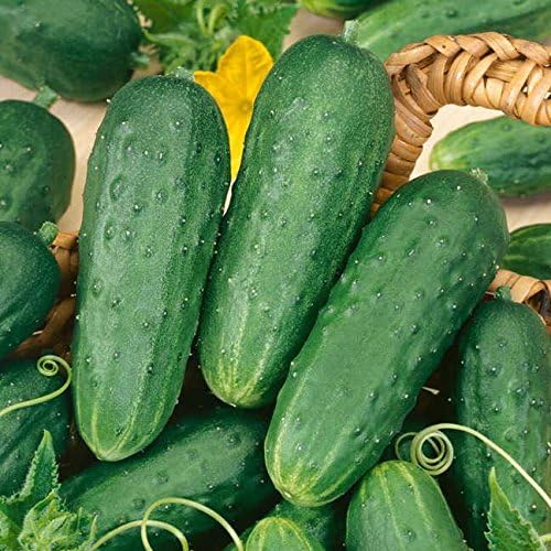 Park Seed Variety of Cucumber Seeds, Planting Cucumbers, Vegetable Seeds, Easy to Grow, Non-GMO, Perfect for Harvesting, Homemade Pickles, Pack of 30