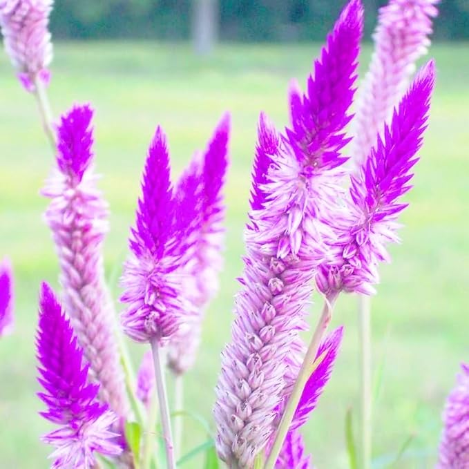 Mixrug Mix Plumed Cockscomb Seeds for Planting, 1000pcs Perennial Feather Cockscomb Flower Seeds Non-GMO Heirloom Rare Beauty Flowers Plants, Celosia Plumosa Plants Home Garden for Outdoors