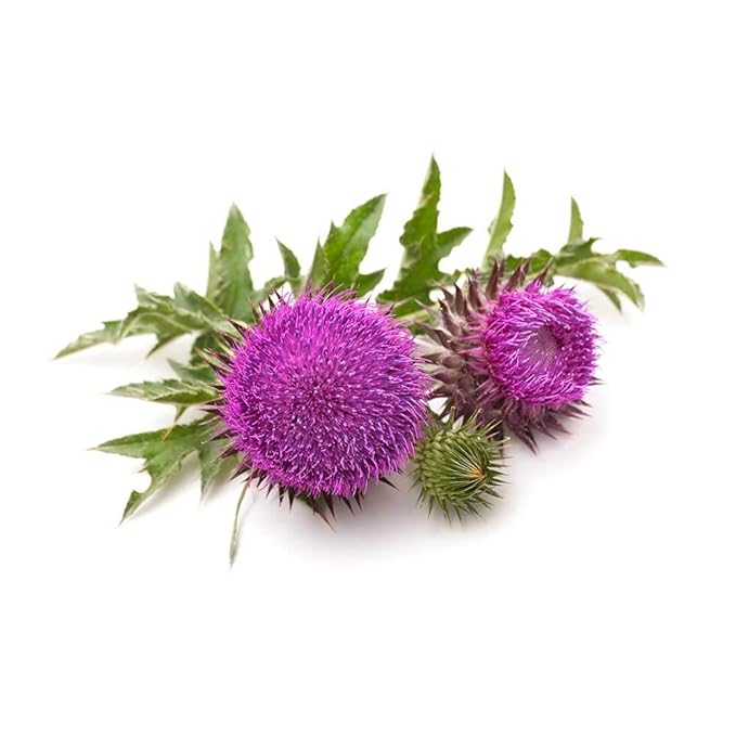 Biokoma Pure and Organic Milk Thistle Seeds 3.55 oz, Silybum Marianum for Milk Thistle Tea, USDA Organic Herbal Tea, Loose Whole Seeds in Resealable Moisture Proof Pouch, Non GMO, No Additives, Kosher