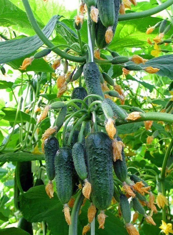 40+ Seeds Cucumber Titus F1 - Vegetable Green