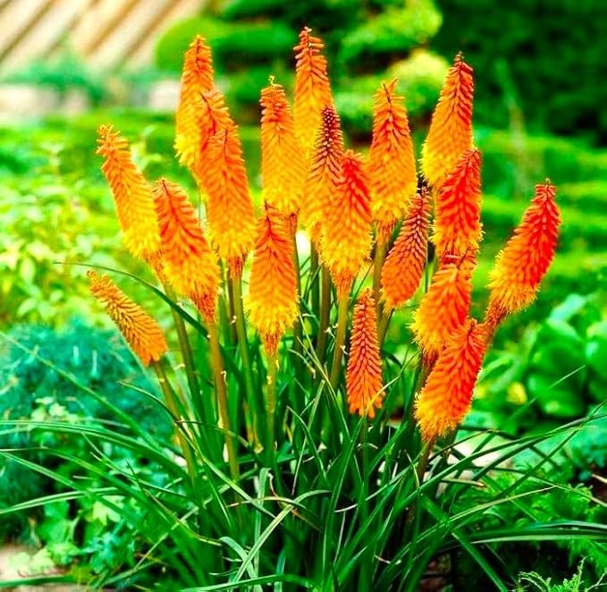 Seeds Kniphofia Red Poker 80 Seeds for Planting Torch Lily Poker Plant Tall Perennial Plant Non-GMO