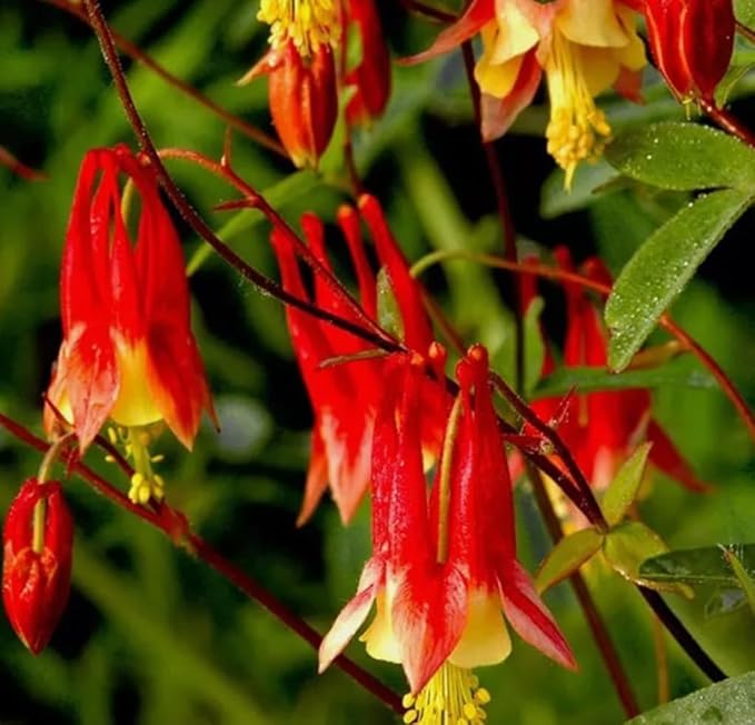 200PCS Red Eastern Columbine Seeds Partshade Perennial Attracts Pollinators Seeds Heirloom