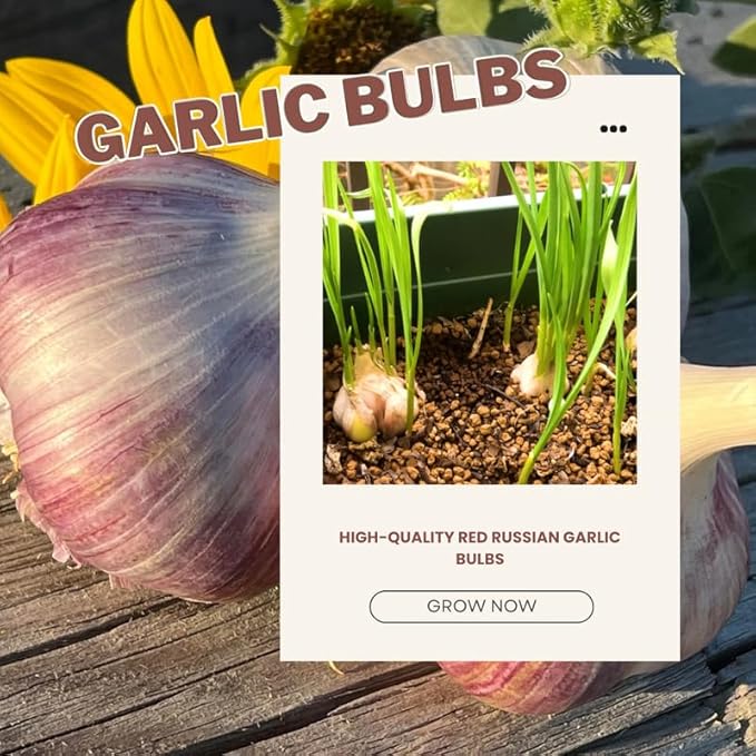 1 Pound Red Hardneck Garlic Bulbs for Planting, Fresh High-Yield Hardy Garlic for Garden or Container Growing