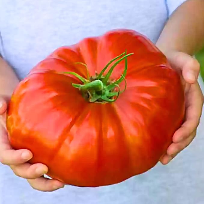 30 Red Beefsteak Tomato Seeds for Planting, Tomato Vegetable Seeds to Grow Indoor Outdoor