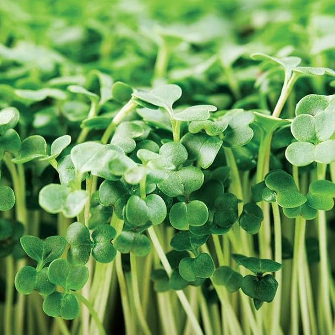 Park Seed Calabrese Broccoli Seeds, Pack of 200 Seeds – Organic Italian Heirloom, 8-12 Days for Microgreens, 60-90 Days for Full Size, Ideal for Soil or Hydroponic Growing
