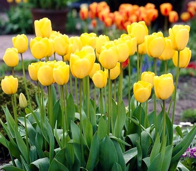 Tulipa Fringed Mixture Tulip Bulbs Size 11/12 for Planting - Plant in Fall, Winter or Early Spring (Golden Emperor, 15, Count)