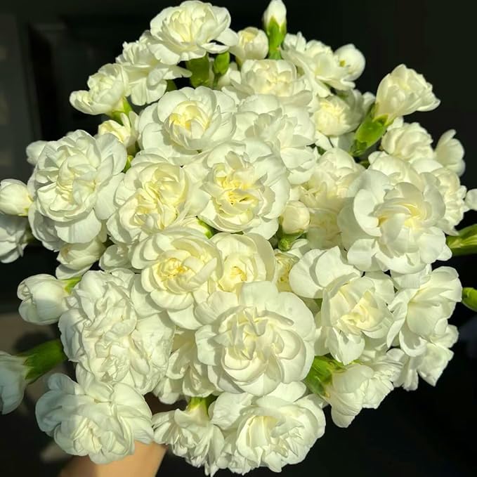Double Jasmine Flower Seeds for Planting, 100pcs Fragrant Climber Jasmine Perennial Flower Seeds Plants, Non-GMO Heirloom Beauty Climbing Flowers in Home Garden Outdoors