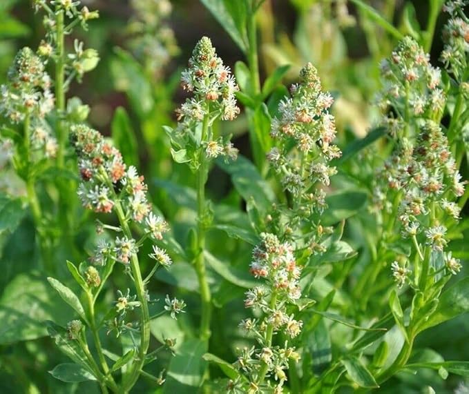 KIRA SEEDS - Seeds Reseda - Garden Mignonette - Heirloom Herb - GMO Free