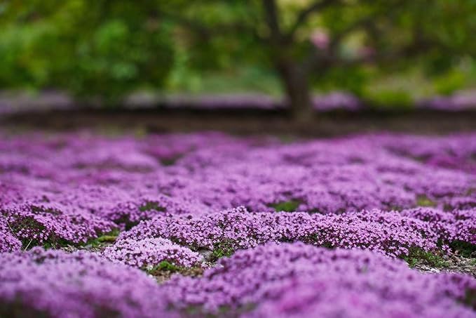 Creeping Thyme Seeds -Perennial Ground Cover Plants Dwarf Flowers (Thymus serpyllum), Pack of 30,000 Seeds from Seeds2Go