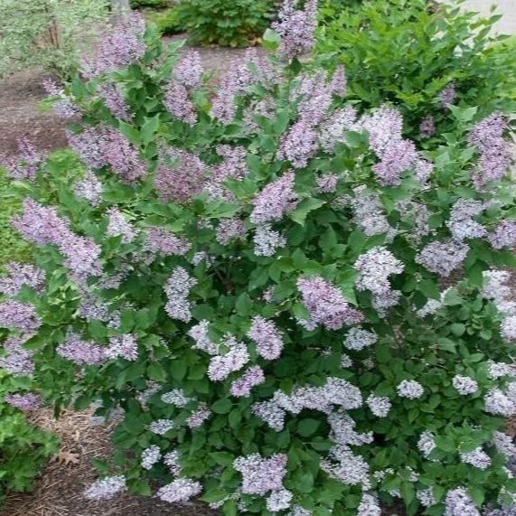 TriStar Plants - Miss Kim Lilac, 1 Gallon Trade Pot, Syringa Pubescens Subsp. Patula 'Miss Kim, Fast Growing Trees