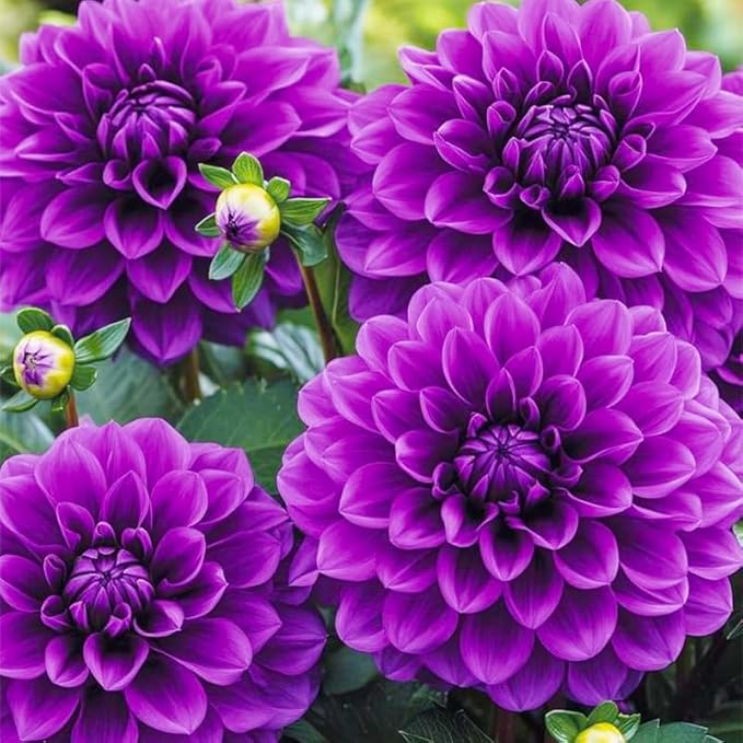 100+ Giant Dahlia Dinner Plate Flower Seeds - Exotic Dahlia for Planting Dahlia Pinnata Seeds