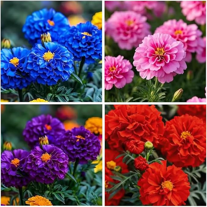 980+ Perennial Marigold Flower Plant Seed Outdoor-Attracts Bees&Butterflies Fragrant Butterfly