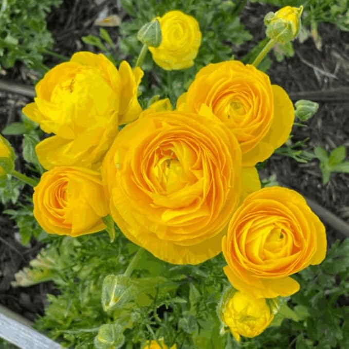 Pack 25 Ranunculus Bulbs for Planting, Yellow Ranunculus Corms, Butterfly Ranunculus Flowers Bulbs to Grow, Peony Buttercup Ranunculus
