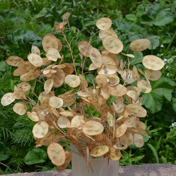 250 Money Plant Silver Dollars Flower Seeds - Great for Dried Arrangements