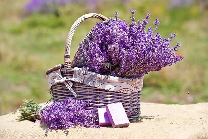 SeedsUP - 100+ Seeds English Lavender (Lavandula Plant) Medicinal - Herb Purple