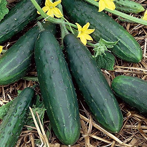 Park Seed Variety of Cucumber Seeds, Planting Cucumbers, Vegetable Seeds, Easy to Grow, Non-GMO, Perfect for Harvesting, Spacemaster, Pack of 30