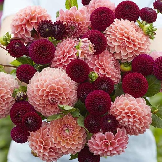 Eden Brothers Dahlia Bulbs - Opposites Attract Duo