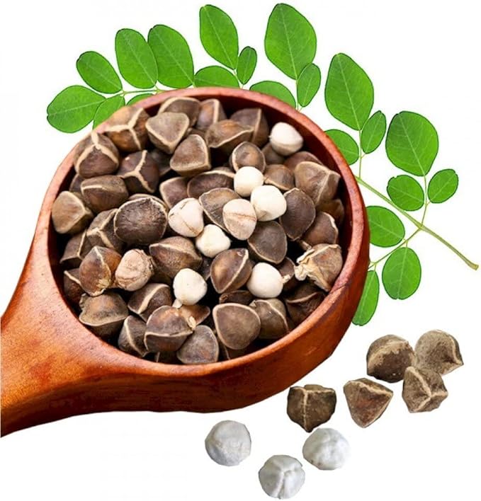 30 Organic Moringa Oleifera Drumstick Seeds, Non-GMO, for Sprouting, Planting, and Cooking by Mai's Family