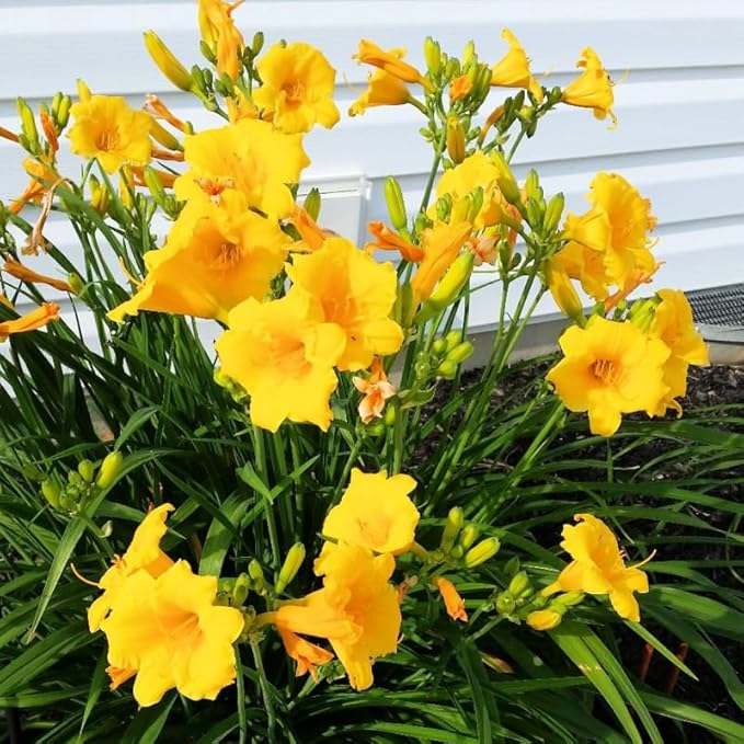 Set 10 Golden Yellow Daylily Bulbs for Planting, Hardy Perennial Lily Roots for Colorful Summer Blooms