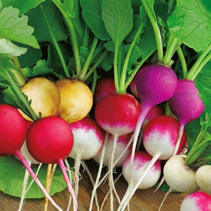KIRA SEEDS - Seeds Radish Rainbow Mix Harvest Within 25 Days - Heirloom Vegetable - GMO Free