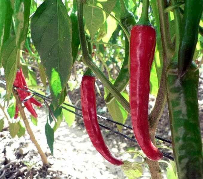 40+ Seeds Hot Chili Pepper Fire - Vegetable Red