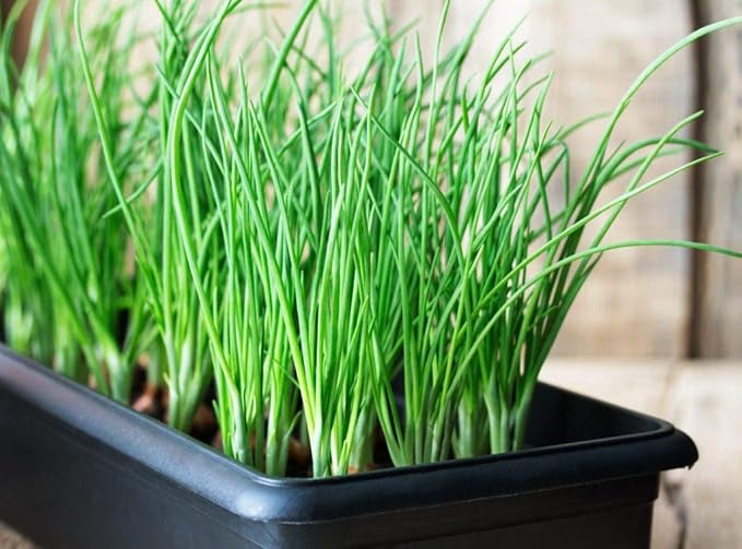 Seeds Bunching Green Onions Scallions 250+ Seeds for Planting Perennial Vegetable Garden Spring Onions Non-GMO