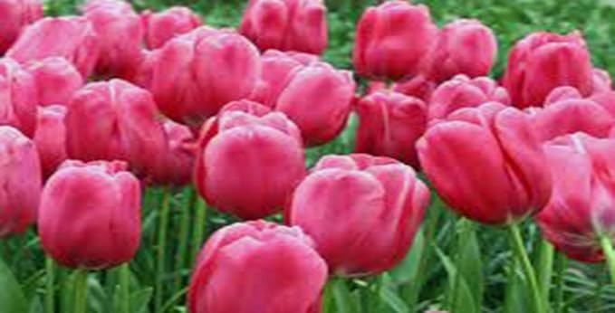 Bulb, Tulip, Pink Impression, (10 Pack) Pure Pink Perennial Tulip Bulbs, Pink Flowers