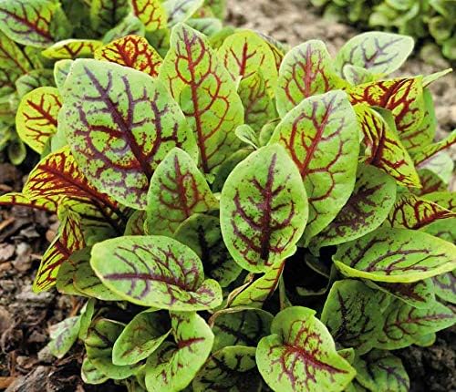 Sorrel Blood Dock Seeds – Perennial Herb (Rumex sanguineus) | Heirloom, Non-GMO, Edible Leafy Green with Red Veins