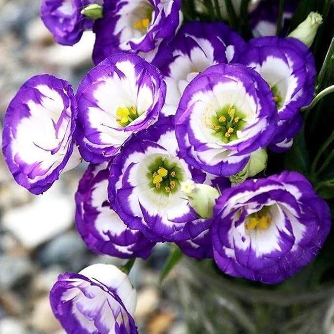 1050+Mixed Lisianthus Seeds for Planting-Perennial Eustoma Grandiflorum Flower Plants Seeds