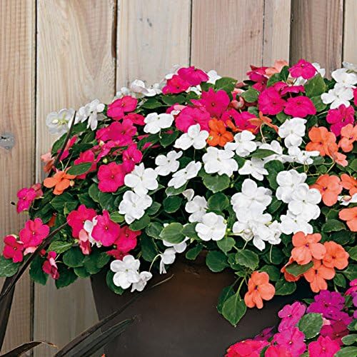 Park Seed Impatiens Flowering Plant Seeds, Shady Lady II Hybrid Mix, Pack of 30 Seeds