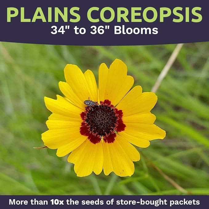 Plains Coreopsis Seeds – Native Flowers – Bulk Quarter Pound Bag – Over 400,000 Open Pollinated Non-GMO Wildflower Seeds – Coreopsis tinctorial