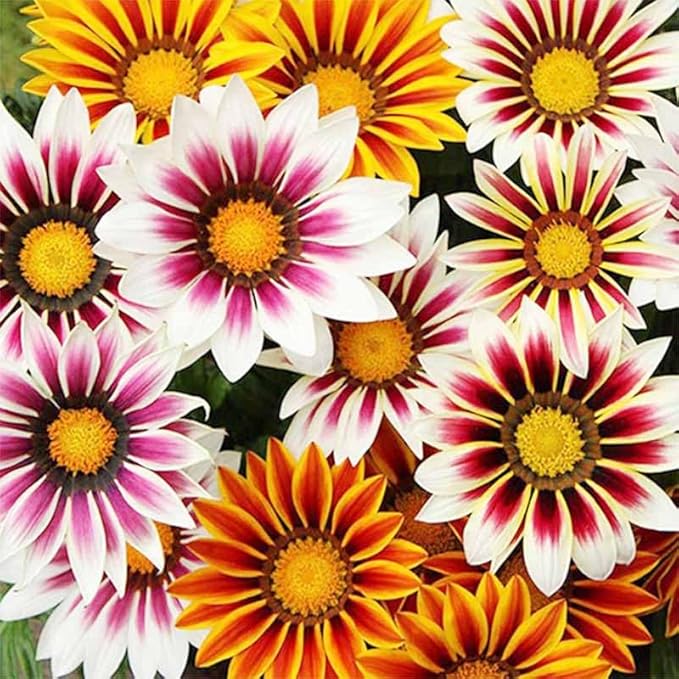300+ Perennial Gazania Rigens Flower Seeds for Planting-Heat and Drought Tolerant - Beautiful Flower