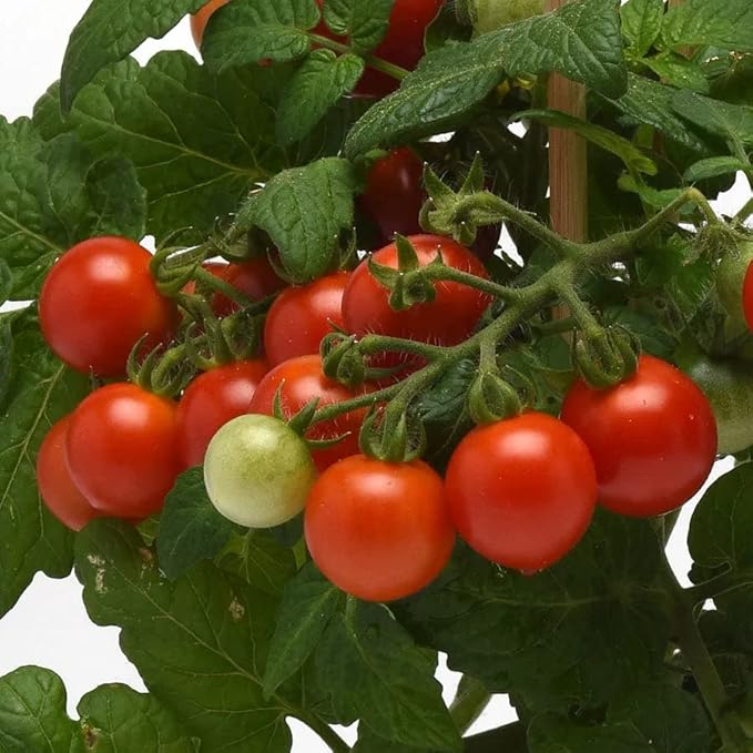 Park Seed Cherry Tomato Seeds, Planting Vegetables, Easy to Grow, Non-GMO, Variety of Colors and Sizes, Spring Garden, Kitchen Minis Siam, Pack of 10