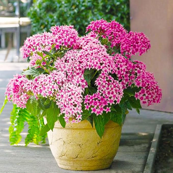 110+ Perennial Pentas Lucky Star Flower Seeds for Planting Outdoor-Non-GMO Heirloom Garden Decoration