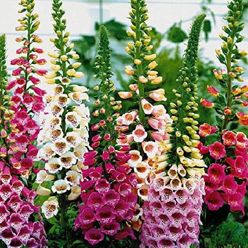 Seeds Foxglove Purple Mix Digitalis Giant Perennial Flowers for Planting
