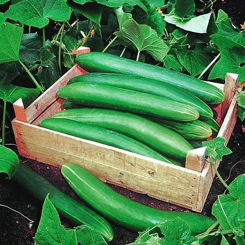 100 Cucumber Mix Seeds 12 Varieties Non-GMO Delicious and Crispy, Rare and Super Prolific, Cucumis sativus, Grown in USA