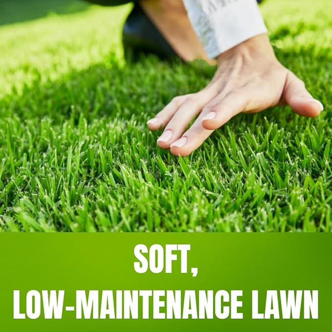 40000 Zoysia Grass Seeds, Lawngrass Seeds Zoysia Seeds, Low-Maintenance for Home Yards and Gardens