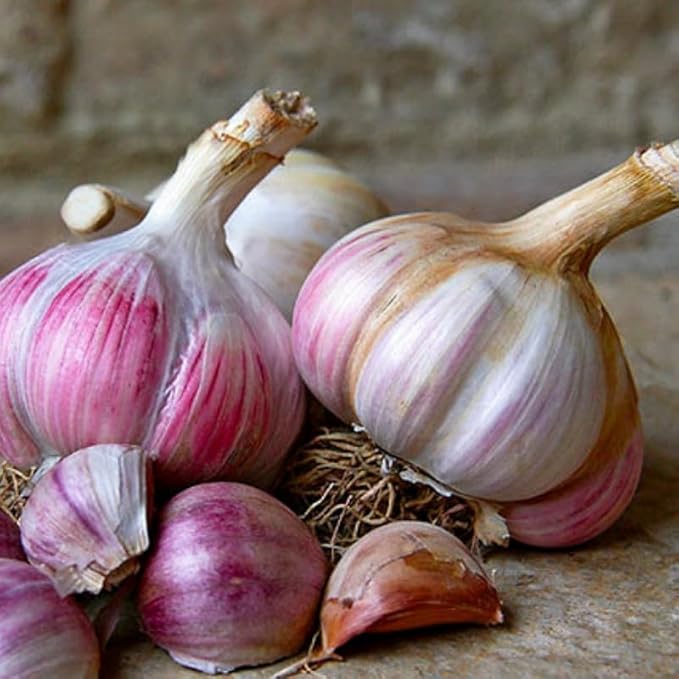 1 Pound Red Hardneck Garlic Bulbs for Planting, Fresh High-Yield Hardy Garlic for Garden or Container Growing