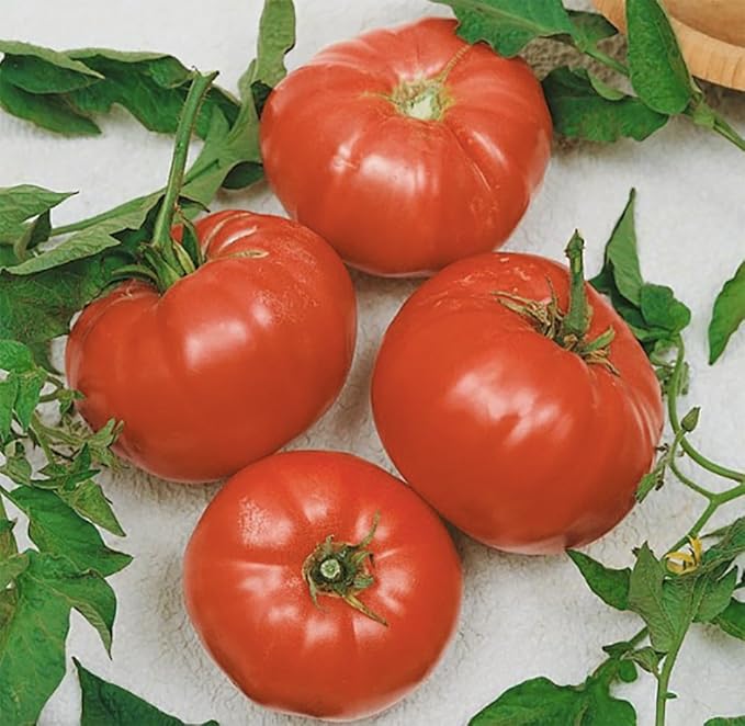 Watermelon Beefsteak Tomato Seeds - Large Tomatos - Delicious Tomatos for Home Growing