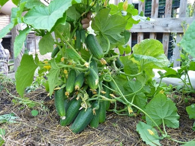 Seeds Cucumber Bush Gift Pickling Open-Pollinating Heirloom Vegetable Non GMO