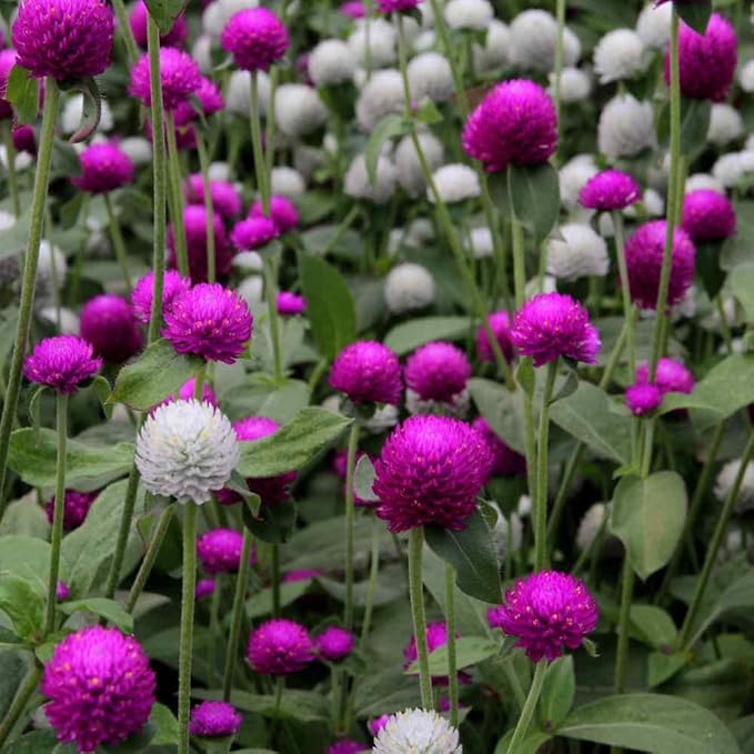 Outsidepride Mixed Gomphrena Seeds - 1000 Pcs Annual, Heat & Drought Tolerant, Pollinator Friendly Globe Amaranth Seeds for Planting w/Vibrant Round Blooms for Beds, Borders, and Arrangements