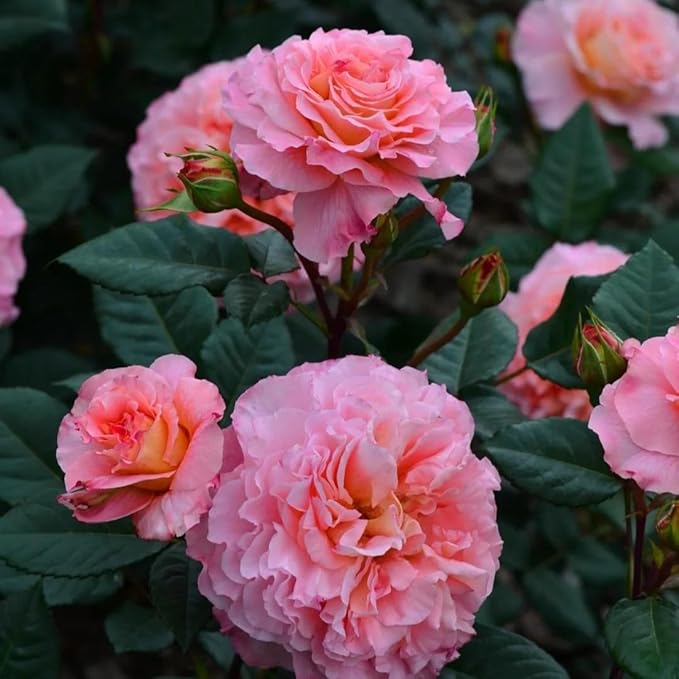 Mixrug Grandiflora Rose Seeds for Planting, 200+pcs Perennial Non-GMO Heirloom Grandiflora Rose Flower Seeds, Rare Beauty Home Garden Blooms Flowers Plants for Outdoors