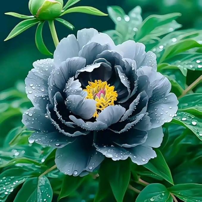 299Pcs Perennial Mixed Peony Seeds for Garden Planting -Peony Flower Seeds for Planting Four Seasons