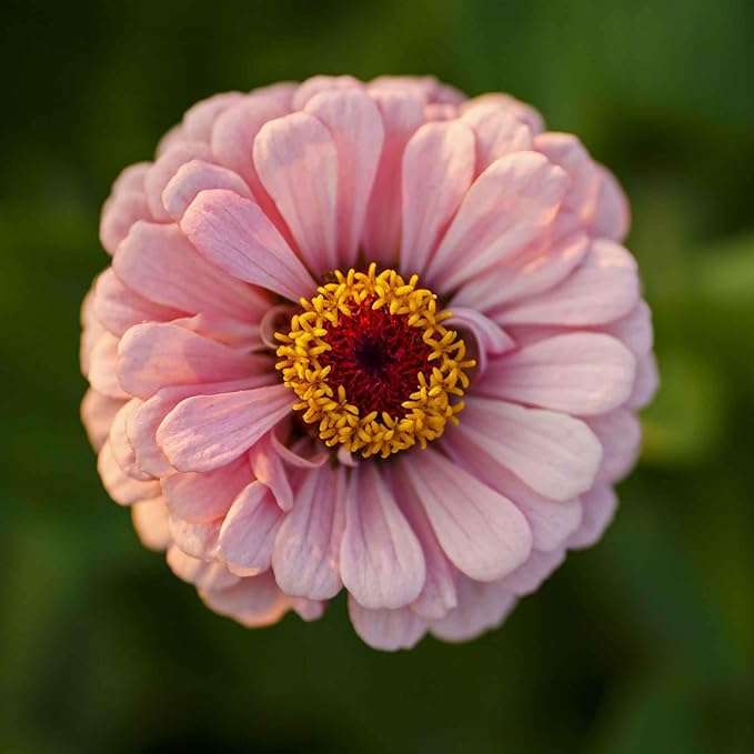 Eden Brothers Zinnia Seeds - Miss Willmott, Non-GMO Seeds for Planting, Packet | Low-Maintenance Flower Seeds, Plant During Spring, Zones 3, 4, 5, 6, 7, 8, 9, 10