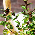 Chocolate Mint Plants Live Indoors Outdoors, Chocolate Mint Live Plant Fresh Herb Mint Plant, Chocolate Mint Plant, Fresh Herb Mint Plant, Potted Mint